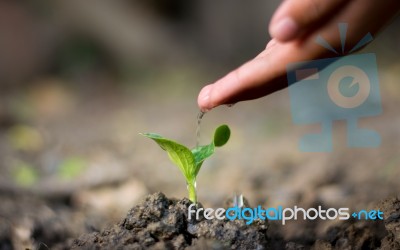 Asian Hand Watering A Tree.take Care Stock Photo