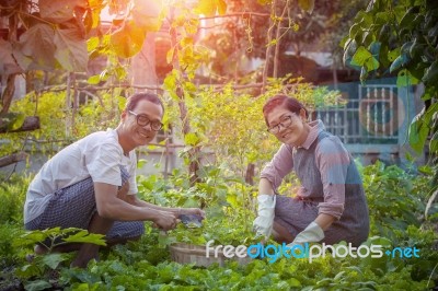 Asian Man And Woman Relaxing And Harvesting Organic Vegetable  In Home Gardening Stock Photo