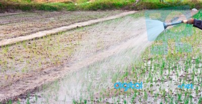 Asian Man  Watering The Garden Stock Photo