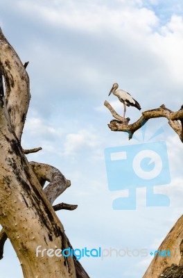 Asian Openbill (anastomus Oscitans) White Bird Standing Alone Stock Photo