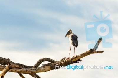 Asian Openbill (anastomus Oscitans) White Bird Standing Alone Stock Photo