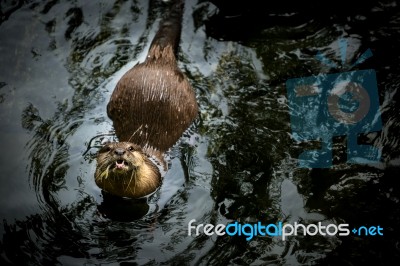 Asian Otter Stock Photo