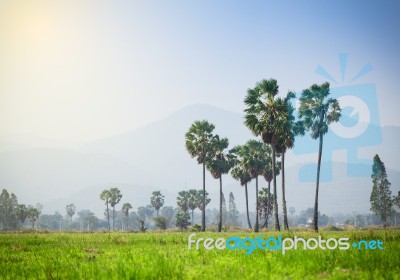 Asian Palmyra Palm ,sugar Palm Tree Surrounded With  Rice Field Stock Photo