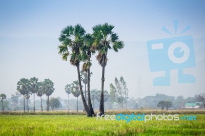 Asian Palmyra Palm ,sugar Palm Tree Surrounded With  Rice Field Stock Photo