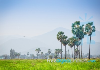 Asian Palmyra Palm ,sugar Palm Tree Surrounded With  Rice Field Stock Photo