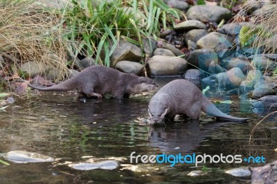 Asian Small-clawed Otter (aonyx Cinerea Syn. Amblonyx Cinereus) Stock Photo