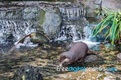 Asian Small-clawed Otter (aonyx Cinerea Syn. Amblonyx Cinereus) Stock Photo