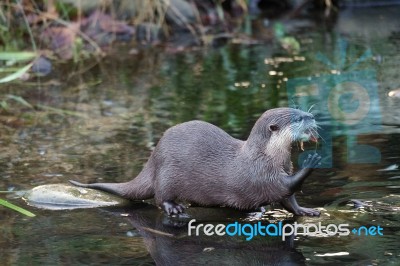 Asian Small-clawed Otter (aonyx Cinerea Syn. Amblonyx Cinereus) Stock Photo