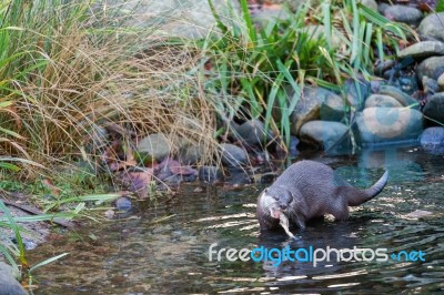 Asian Small-clawed Otter (aonyx Cinerea Syn. Amblonyx Cinereus) Stock Photo