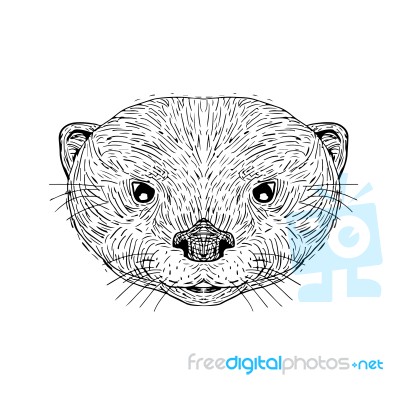 Asian Small-clawed Otter Head Drawing Stock Image