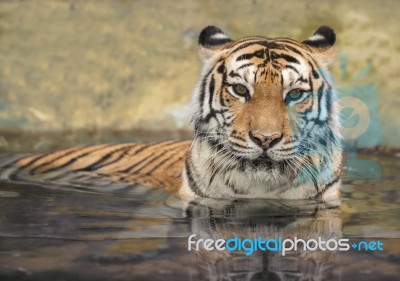 Asian Tiger Stock Photo