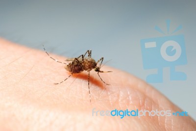 Asian Tiger Mosquito Stock Photo