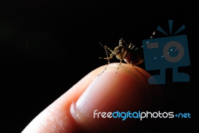 Asian Tiger Mosquito Stock Photo