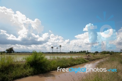 Asian Toddy Palm In Beautiful Day Stock Photo