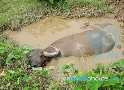 Asian Water Buffalo Stock Photo