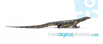 Asian Water Monitor Lizard Stock Photo