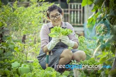 Asian Woman Planting Organic Vegetable In Home Garden Stock Photo