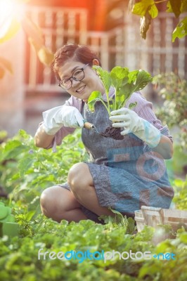 Asian Woman Planting Organic Vegetable In Home Garden Stock Photo