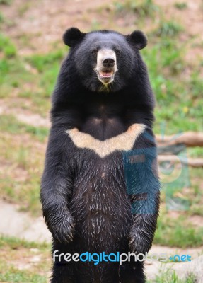 Asiatic Black Bear Stock Photo