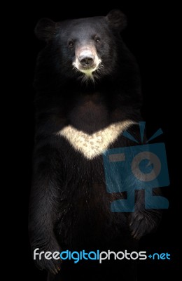 Asiatic Black Bear Stock Photo