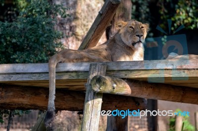 Asiatic Lion (panthera Leo Persica) Stock Photo