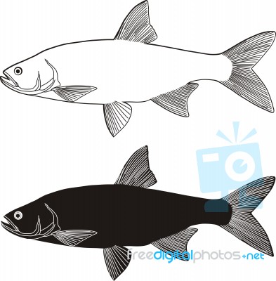 Asp Predatory Fish Stock Image