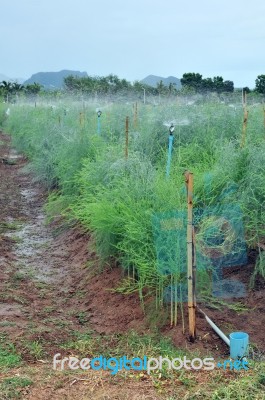 Asparagus Farm Stock Photo