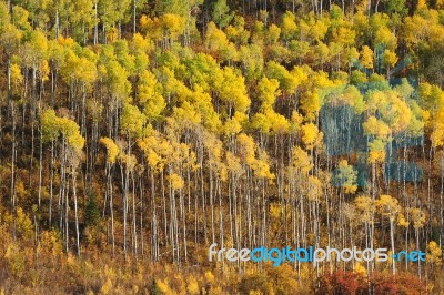 Aspen Tree Pattern Stock Photo