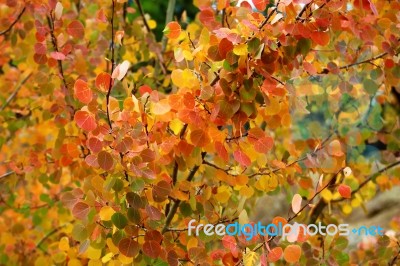 Aspens In Autumn Stock Photo