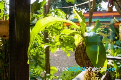 Asplenium Nidus Fern Species Stock Photo