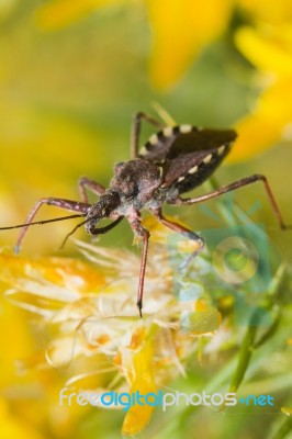 Assassin Bug (rhynocoris Cuspidatus) Stock Photo