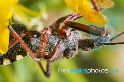 Assassin Bug (rhynocoris Cuspidatus) Stock Photo