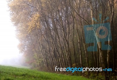 At The Edge Of The Forest Stock Photo