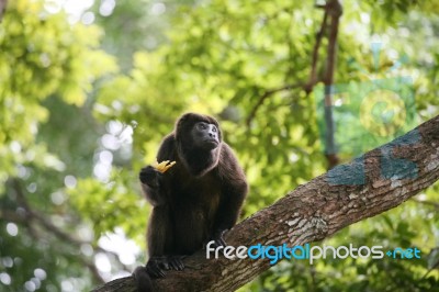 Ateles Geoffroyi Vellerosus Spider Monkey In Panama Eating Banan… Stock Photo