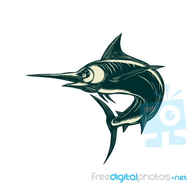 Atlantic Blue Marlin Scraperboard Stock Image