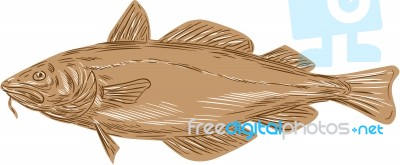 Atlantic Cod Codling Fish Drawing Stock Image