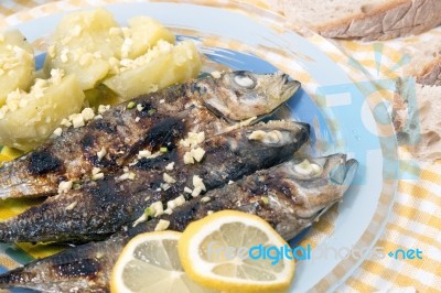 Atlantic Horse Mackerel Meal Stock Photo