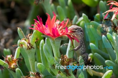 Atlantic Lizard (gallotia Atlantica) Stock Photo