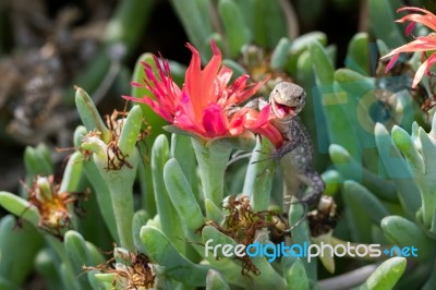 Atlantic Lizard (gallotia Atlantica) Stock Photo