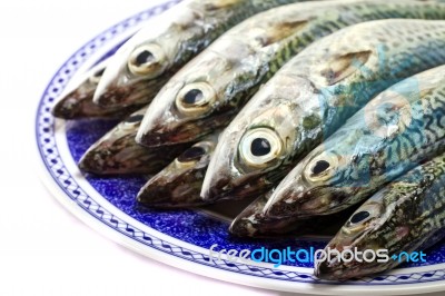 Atlantic Mackerel Stock Photo