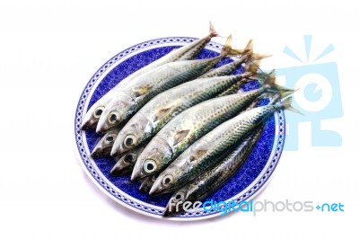 Atlantic Mackerel Stock Photo