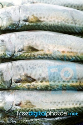 Atlantic Mackerel Stock Photo