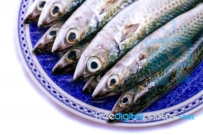 Atlantic Mackerel Stock Photo