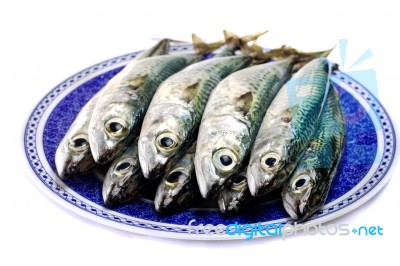 Atlantic Mackerel Stock Photo