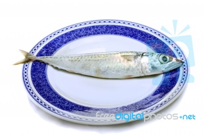 Atlantic Mackerel Stock Photo