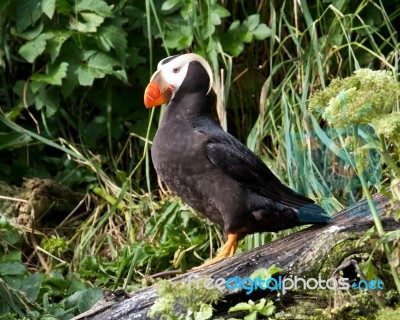 Atlantic Puffin Stock Photo