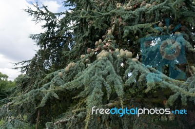 Atlas Cedar (cedrus Atlantica) Stock Photo