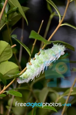 Atlas Moth (attacus Atlas) Caterpillar Stock Photo