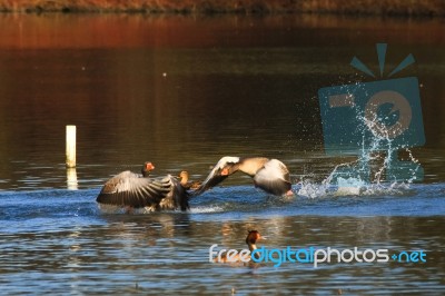 Attacking Greylag Goose (anser Anser) Stock Photo