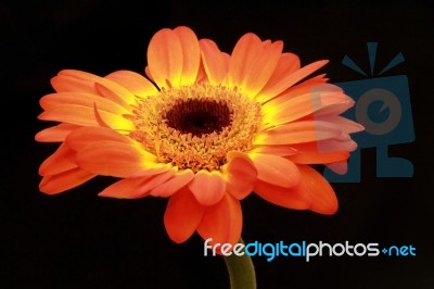 Attractive,beautiful,black,blackground,floral,flower,green,isolated,on,love,one,orange,petal,yellow,isolate,isolation,lover,valentine,day,holiday Stock Photo